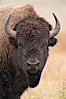 Bison. Yellowstone National Park, Wyoming, USA. Image #19598