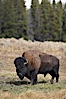 Bison. Yellowstone National Park, Wyoming, USA. Image #19599