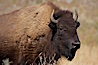 Bison. Yellowstone National Park, Wyoming, USA. Image #19600