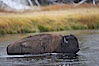 Bison wades across the Madison River, autumn. Madison River, Yellowstone National Park, Wyoming, USA. Image #19601