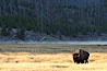 Bison grazes amid grass fields along the Madison River. Madison River, Yellowstone National Park, Wyoming, USA. Image #19602