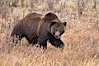 Grizzly bear, autumn, fall, brown grasses. Lamar Valley, Yellowstone National Park, Wyoming, USA. Image #19614