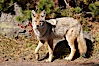 Coyote. Yellowstone National Park, Wyoming, USA. Image #19634