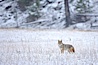 Coyote in snow covered field along the Madison River. Yellowstone National Park, Wyoming, USA. Image #19635