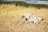 A coyote hunts for voles in tall grass, autumn. Yellowstone National Park, Wyoming, USA. Image #19638