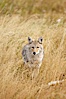 A coyote hunts for voles in tall grass, autumn. Yellowstone National Park, Wyoming, USA. Image #19651