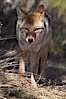 Coyote. Yellowstone National Park, Wyoming, USA. Image #19666