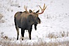 A male moose, bull moose, on snow covered field, near Cooke City. Yellowstone National Park, Wyoming, USA. Image #19680