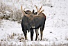 A male moose, bull moose, on snow covered field, near Cooke City. Yellowstone National Park, Wyoming, USA. Image #19681
