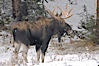 A male moose, bull moose, on snow covered field, near Cooke City. Yellowstone National Park, Wyoming, USA. Image #19682