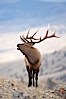 Male elk bugling during the fall rut. Large male elk are known as bulls. Male elk have large antlers which are shed each year. Male elk engage in competitive mating behaviors during the rut, including posturing, antler wrestling and bugling, a loud series of screams which is intended to establish dominance over other males and attract females. Mammoth Hot Springs, Yellowstone National Park, Wyoming, USA. Image #19693