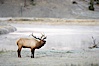 Male elk bugling during the fall rut. Large male elk are known as bulls. Male elk have large antlers which are shed each year. Male elk engage in competitive mating behaviors during the rut, including posturing, antler wrestling and bugling, a loud series of screams which is intended to establish dominance over other males and attract females. Madison River, Yellowstone National Park, Wyoming, USA. Image #19700