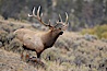 Bull elk in sage brush with large rack of antlers during the fall rut (mating season).  This bull elk has sparred with other bulls to establish his harem of females with which he hopes to mate. Mammoth Hot Springs, Yellowstone National Park, Wyoming, USA. Image #19718