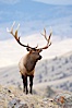 Elk, bull elk, adult male elk with large set of antlers.  By September, this bull elk's antlers have reached their full size and the velvet has fallen off. This bull elk has sparred with other bulls for access to herds of females in estrous and ready to mate. Mammoth Hot Springs, Yellowstone National Park, Wyoming, USA. Image #19721