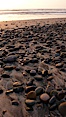 Cobblestones on a flat sand beach.  Cobble stones are polished round and smooth by years of wave energy.  They are alternately exposed and covered by sand depending on the tides, waves and seasons of the year.  Cobblestones are common on the beaches of southern California, contained in the sandstone bluffs along the beach and released onto the beach as the bluffs erode. Carlsbad, California, USA. Image #19807