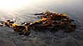 Kelp washes ashore in clumps on the rising tide. Carlsbad, California, USA. Image #19814