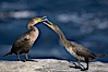 Juvenile double-crested cormorants sparring with beaks. La Jolla, California, USA. Image #19932
