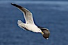 Western gull, flying. La Jolla, California, USA. Image #20060