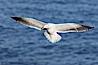 Western gull, flying. La Jolla, California, USA. Image #20061