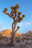 Joshua tree at sunrise.  Joshua trees are found in the Mojave desert region of Joshua Tree National Park. California, USA. Image #20139