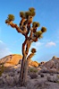 Joshua tree at sunrise.  Joshua trees are found in the Mojave desert region of Joshua Tree National Park. Joshua Tree National Park, California, USA. Image #20139