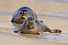 Pacific harbor seal on wet sandy beach. La Jolla, California, USA. Image #20214