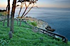 Bluff and trees overlooking the ocean near La Jolla Cove, sunrise. La Jolla, California, USA. Image #20249