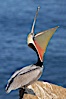 Brown pelican head throw.  During a bill throw, the pelican arches its neck back, lifting its large bill upward and stretching its throat pouch. La Jolla, California, USA. Image #20258