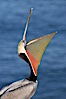 Brown pelican head throw.  During a bill throw, the pelican arches its neck back, lifting its large bill upward and stretching its throat pouch. La Jolla, California, USA. Image #20259