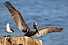 Brown pelican spreads its large wings as it balances on a perch above the ocean, displaying adult winter plumage.  This large seabird has a wingspan over 7 feet wide. The California race of the brown pelican holds endangered species status, due largely to predation in the early 1900s and to decades of poor reproduction caused by DDT poisoning. La Jolla, California, USA. Image #20265