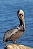 Brown pelican portrait, displaying winter breeding plumage with distinctive dark brown nape, yellow head feathers and red gular throat pouch. La Jolla, California, USA. Image #20267