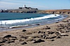 Elephant seals crowd a sand beach at the Piedras Blancas rookery near San Simeon.  The Piedras Blancas lighthouse is visible in upper left. Piedras Blancas, San Simeon, California, USA. Image #20355