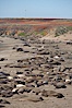 Elephant seals crowd a sand beach at the Piedras Blancas rookery near San Simeon. Piedras Blancas, San Simeon, California, USA. Image #20358