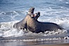 Male elephant seals (bulls) rear up on their foreflippers and fight in the surf for access for mating females that are in estrous.  Such fighting among elephant seals can take place on the beach or in the water.  They bite and tear at each other on the neck and shoulders, drawing blood and creating scars on the tough hides. Piedras Blancas, San Simeon, California, USA. Image #20369