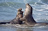 Male elephant seals (bulls) rear up on their foreflippers and fight in the surf for access for mating females that are in estrous.  Such fighting among elephant seals can take place on the beach or in the water.  They bite and tear at each other on the neck and shoulders, drawing blood and creating scars on the tough hides. Piedras Blancas, San Simeon, California, USA. Image #20370