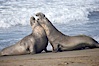 Male elephant seals (bulls) rear up on their foreflippers and fight for territory and harems of females.  Bull elephant seals will haul out and fight from December through March, nearly fasting the entire time as they maintain their territory and harem.  They bite and tear at each other on the neck and shoulders, drawing blood and creating scars on the tough hides. Piedras Blancas, San Simeon, California, USA. Image #20377