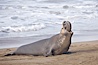 Male elephant seal rears up on its foreflippers and bellows to intimidate other males and to survey its beach territory.  Winter, Central California. Piedras Blancas, San Simeon, California, USA. Image #20386