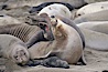 A bull elephant seal forceably mates (copulates) with a much smaller female, often biting her into submission and using his weight to keep her from fleeing.  Males may up to 5000 lbs, triple the size of females.  Sandy beach rookery, winter, Central California. Piedras Blancas, San Simeon, California, USA. Image #20388