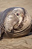 This bull elephant seal, an old adult male, shows extreme scarring on his chest and proboscis from many winters fighting other males for territory and rights to a harem of females. Piedras Blancas, San Simeon, California, USA. Image #20393