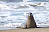 Bull elephant seal exits the water to retake his position on the beach.  He shows considerable scarring on his chest and proboscis from many winters fighting other males for territory and rights to a harem of females.  Sandy beach rookery, winter, Central California. Piedras Blancas, San Simeon, California, USA. Image #20394