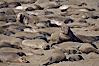 Elephant seals crowd a sand beach at the Piedras Blancas rookery near San Simeon. Piedras Blancas, San Simeon, California, USA. Image #20397