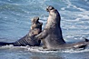 Male elephant seals (bulls) rear up on their foreflippers and fight in the surf for access for mating females that are in estrous.  Such fighting among elephant seals can take place on the beach or in the water.  They bite and tear at each other on the neck and shoulders, drawing blood and creating scars on the tough hides. Piedras Blancas, San Simeon, California, USA. Image #20407