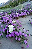 Dune primrose (white) and sand verbena (purple) bloom in spring in Anza Borrego Desert State Park, mixing in a rich display of desert color.  Anza Borrego Desert State Park. Anza-Borrego Desert State Park, Anza Borrego, California, USA. Image #20463