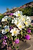Dune primrose (white) and sand verbena (purple) bloom in spring in Anza Borrego Desert State Park, mixing in a rich display of desert color.  Anza Borrego Desert State Park. Anza-Borrego Desert State Park, Anza Borrego, California, USA. Image #20464
