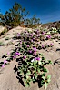 Dune primrose (white) and sand verbena (purple) bloom in spring in Anza Borrego Desert State Park, mixing in a rich display of desert color.  Anza Borrego Desert State Park. Anza-Borrego Desert State Park, Anza Borrego, California, USA. Image #20465