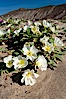 Dune primrose blooms in spring following winter rains.  Dune primrose is a common ephemeral wildflower on the Colorado Desert, growing on dunes.  Its blooms open in the evening and last through midmorning.  Anza Borrego Desert State Park. Anza-Borrego Desert State Park, Anza Borrego, California, USA. Image #20467
