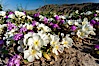 Dune primrose (white) and sand verbena (purple) bloom in spring in Anza Borrego Desert State Park, mixing in a rich display of desert color.  Anza Borrego Desert State Park. Anza-Borrego Desert State Park, Anza Borrego, California, USA. Image #20468