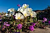 Dune primrose (white) and sand verbena (purple) bloom in spring in Anza Borrego Desert State Park, mixing in a rich display of desert color.  Anza Borrego Desert State Park. Anza-Borrego Desert State Park, Anza Borrego, California, USA. Image #20469