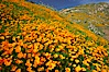 California poppies cover the hillsides in bright orange, just months after the area was devastated by wildfires. Del Dios, San Diego, California, USA. Image #20490