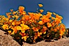 California poppies cover the hills in a brilliant springtime bloom. Elsinore, California, USA. Image #20491